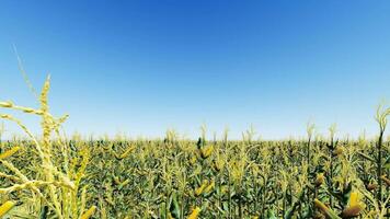 A field of yellow corn with blue sky in the background video