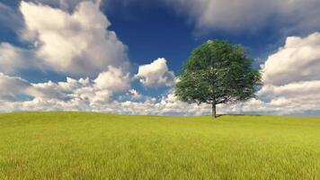 A tree stands alone in a field with clouds in the background video