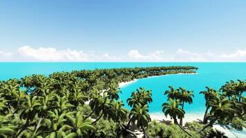 An island with palm trees and water video