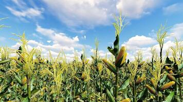 Corn field with blue sky and clouds video