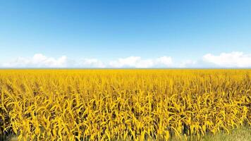 A field of yellow wheat is shown in the sky video