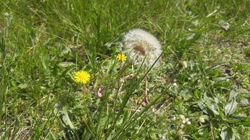 A dandelion is in the grass video