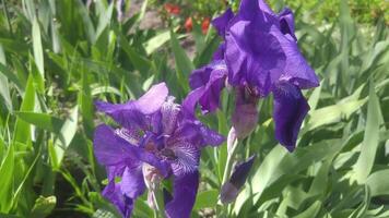 Two purple irises are blooming in the grass video