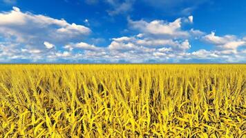 A field of yellow wheat with blue sky and clouds video