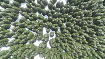 An aerial view of a forest of evergreen trees video