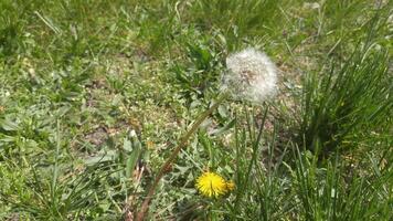 A dandelion is growing in the grass video