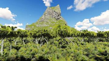 An image of a tropical forest with mountains in the background video
