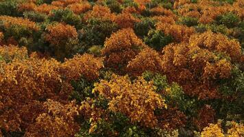 An aerial view of a forest with many trees video
