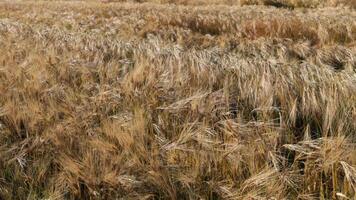 Fields of ripe barley dance gracefully in the warm summer sunlight, creating a picturesque and tranquil atmosphere in the countryside video