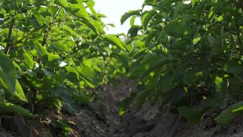 Rows of vibrant potato plants stretch across the field, bathed in the warm glow of the rising sun, promising a bountiful harvest ahead video