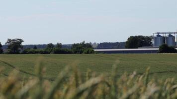 Golden wheat sways gently in the breeze, while silos loom in the distance, showcasing rural grain storage and agricultural life video