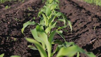 Witness the growth of healthy corn plants emerging from fertile soil on a flourishing farm during a beautiful late spring day video
