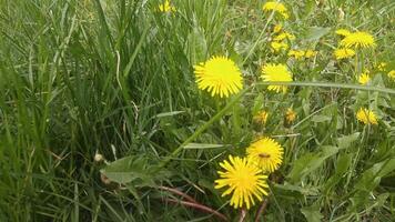 Yellow dandelions in a grassy field video