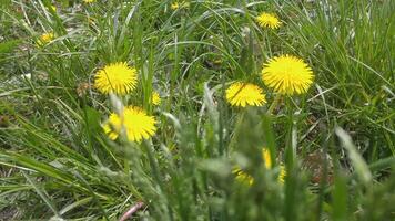 A field of yellow dandelions in the grass video