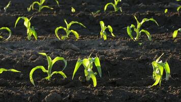 Lush green corn plants emerge from the soil, basking in the warm glow of morning sunlight, showcasing a vibrant agricultural landscape video