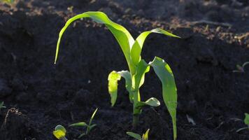 In a tranquil field, the sun rises as young corn plants stretch towards the light, showcasing their vibrant green leaves and resilience video