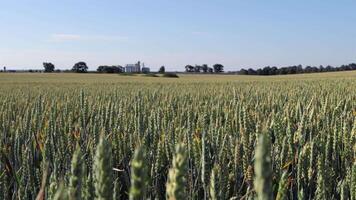 Golden wheat sways gently in the breeze, with grain silos rising in the distance under a bright blue sky in a peaceful rural setting video