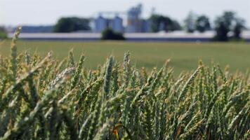Wheat stalks dance in the wind as a storage facility stands tall in the distance, surrounded by endless green fields under clear skies video