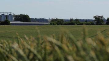 Golden wheat stretches across a serene landscape, with silos rising in the background and the essence of rural farming life captured beautifully video