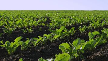 Experience the lush green landscape of sugar beet fields thriving in rich soil, basking in warm sunlight and promising a bountiful harvest video