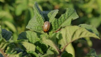 Observe the intricate movements of a striped beetle as it navigates the lush potato foliage under warm sunlight video