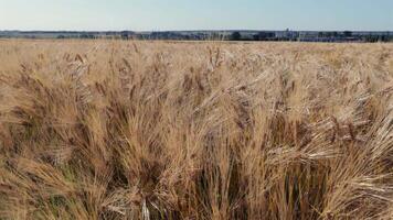 In an expansive landscape, golden barley stands tall, shimmering as gentle breezes sweep through the field, under a clear blue sky video