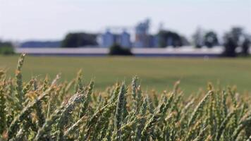 Golden wheat sways gently in the breeze as a distant storage facility for grain stands proudly under the bright blue sky video