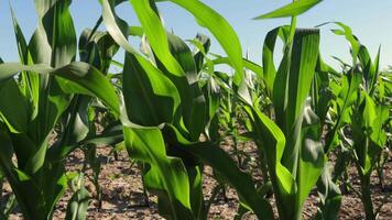 Rows of healthy corn plants dance in the sunlight, swaying with the gentle breeze, embodying nature's beauty in summer's warmth video