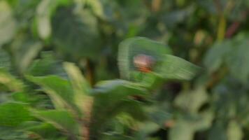 Discover a captivating beetle crawling on rich green potato leaves as sunlight illuminates the vibrant garden, revealing nature's hidden wonders video