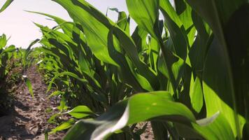 Vibrant green leaves stretch towards the sky in expansive cornfields under the warm sun, showcasing nature's bounty and growth video