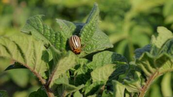 A potato beetle crawls along lush green leaves, showcasing its striking stripes against the backdrop of a thriving garden in full bloom video