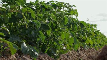 Rows of vibrant potato plants basking in the warm glow of evening sunshine, showcasing their rich green foliage and fertile soil video