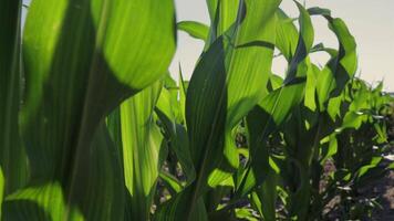 Tall green maize plants sway gently in the warm breeze, revealing their lush texture as sunlight casts playful shadows on the ground video