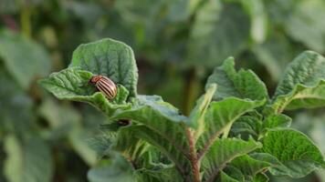 Witness the intricate details of a colorful beetle as it navigates the surface of a thriving potato plant in a vibrant garden video