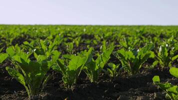 Green sugar beet plants thrive in fertile soil, soaking up sunlight and showcasing nature's abundance in a vibrant agricultural landscape video