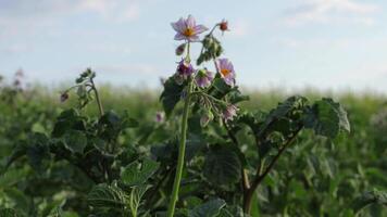 Potato plants thrive as vibrant flowers open up in a lush field, kissed by the gentle evening sun and surrounded by greenery video