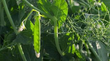 Discover the enchanting journey of green peas as they thrive in a lush garden, showcasing their vibrant colors and textures in natural sunlight video