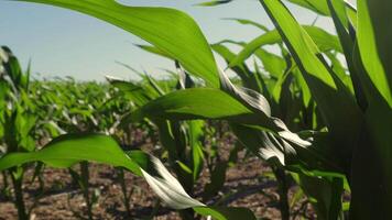 Corn plants sway gently in the breeze, basking in sunlight on a vibrant, flourishing farm, showcasing nature's beauty and abundance video