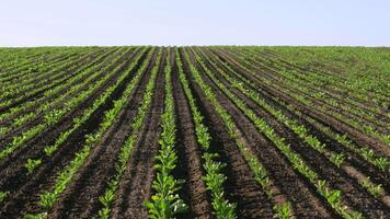Sugar beets thrive in neat rows, basking in sunlight, showcasing healthy greens as they grow in fertile soil on a warm day video