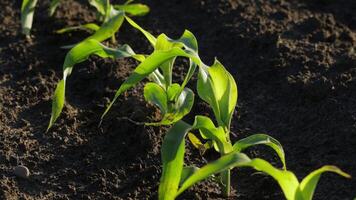 Young corn plants stretch toward the sunlight, showcasing vibrant green foliage thriving in rich soil during the golden glow of late afternoon video