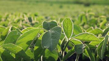 Experience the lush green leaves of soybean plants swaying gently in the warm breeze, illustrating nature's beauty at its best video