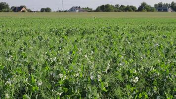 Lush green pea plants thrive in a vast field, showcasing delicate white flowers and healthy pod development amid a quiet rural setting video