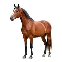 Majestic purebred bay stallion horse posing full body isolated on a white background photo
