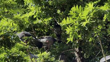 pássaro pombas pombos em uma árvore video