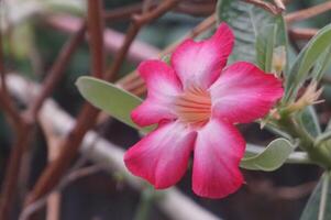 A pink flower with green leaves and a yellow center photo