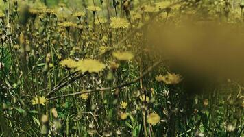Yellow Flowers in Nature in the Wind video