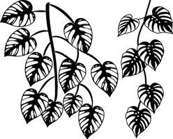 Monstera Deliciosa Vine in Black and White color on white background. vector