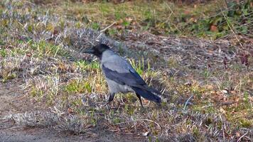 The hooded crow Corvus cornix, bird leisurely strolling along the road in the garden, Odessa video