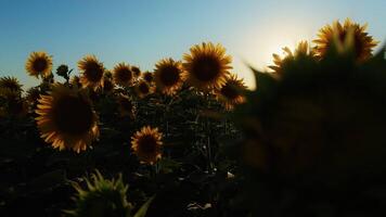 Sunflower Plant in Field in Warm Sunset video