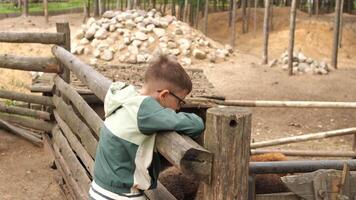 A boy leaning over a fence to look at some animals video